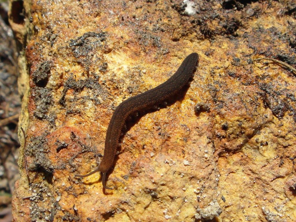 Boland velvet worm