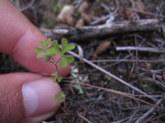 Oxalis orthopoda