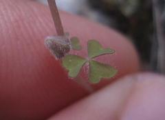 Oxalis orthopoda