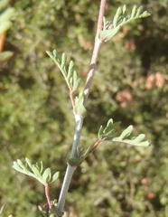 Hermannia pulverata