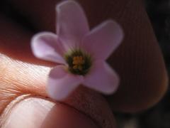 Oxalis orthopoda