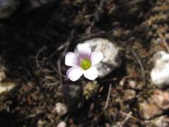 Oxalis orthopoda