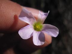 Oxalis orthopoda