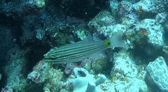 Cheilodipterus artus