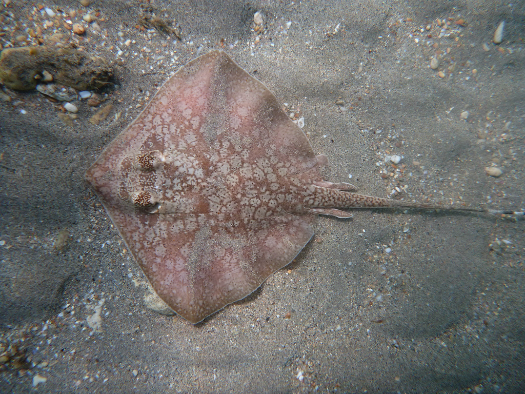 Painted Maskray