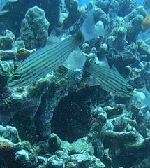 Cheilodipterus artus