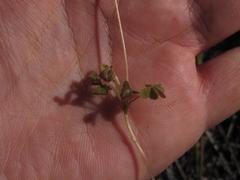 Oxalis orthopoda