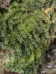 Caulerpa geminata