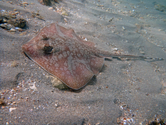 Painted Maskray photo 2