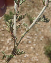 Hermannia pulverata