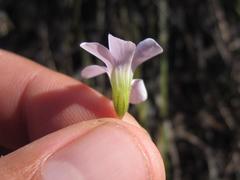 Oxalis orthopoda