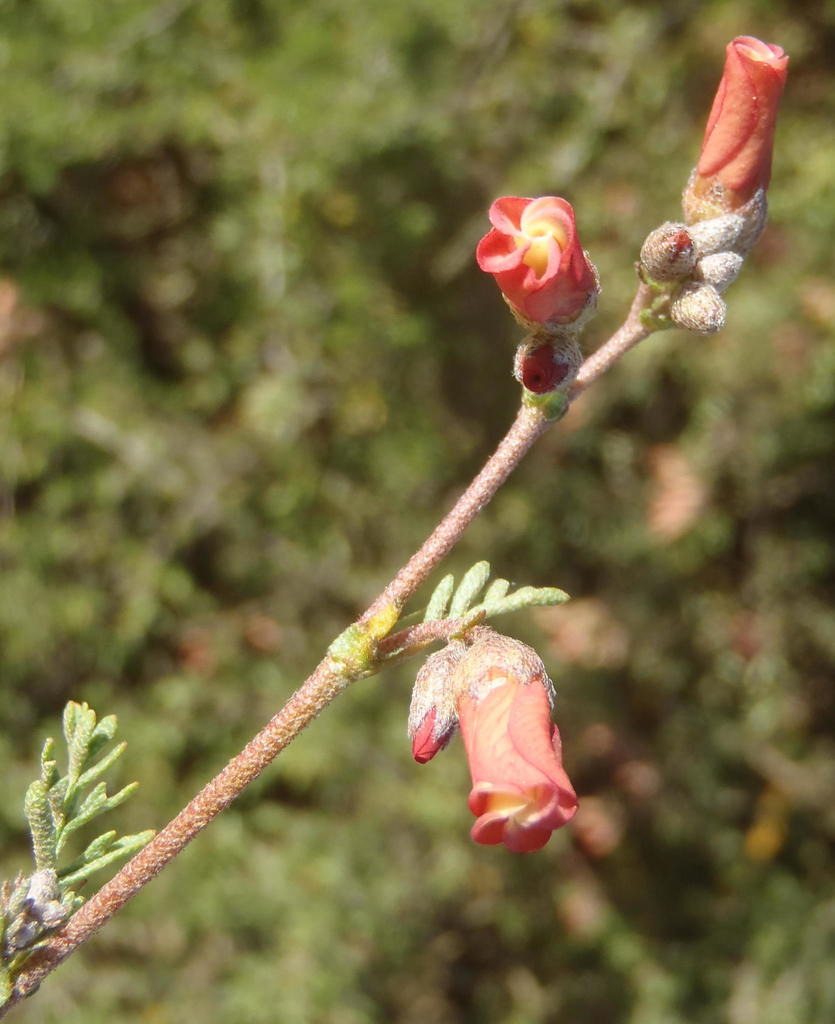 Hermannia pulverata