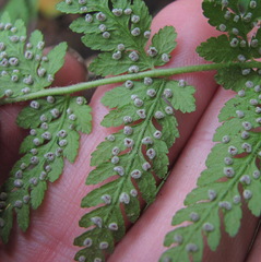 Woodsia caucasica