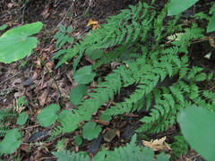 Woodsia caucasica