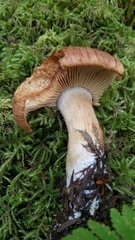Cortinarius crassus