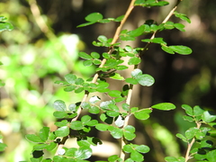 Phyllanthus microcladus