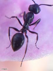 Camponotus werthi