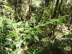 Phyllanthus microcladus