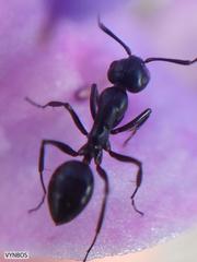 Camponotus werthi