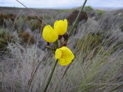 Bobartia longicyma microflora