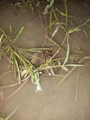 Tomopterna kachowskii