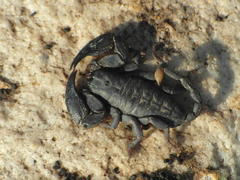 Opisthacanthus capensis