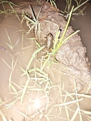 Tomopterna kachowskii