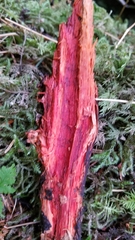 Phanerochaete sanguinea