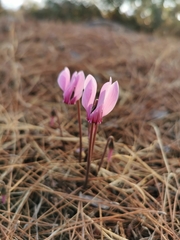 Cyclamen graecum