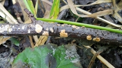 Peniophora aurantiaca