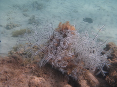 Macrorhynchia philippina