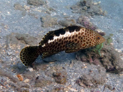 Epinephelus bilobatus