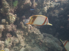 Chelmon marginalis