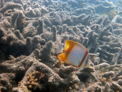 Chelmon marginalis