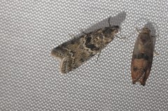 Ancylosis undulatella