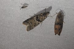 Ancylosis undulatella