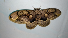 Brahmaea wallichii insulata