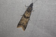 Ancylosis undulatella