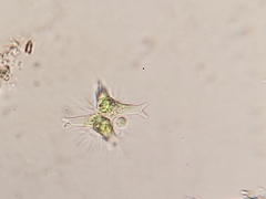 Staurastrum brachiatum