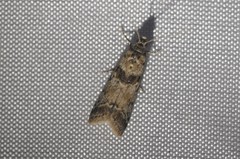 Ancylosis undulatella