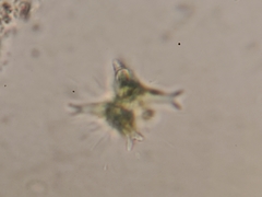 Staurastrum brachiatum