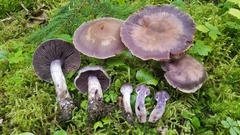 Cortinarius agathosmus