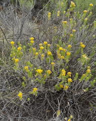 Helichrysum hamulosum