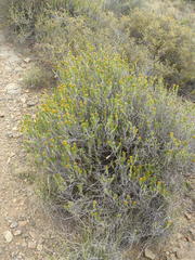 Helichrysum hamulosum