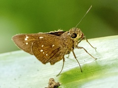 Pelopidas assamensis