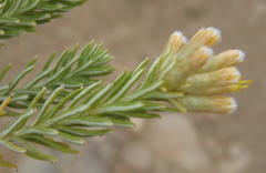 Helichrysum hamulosum