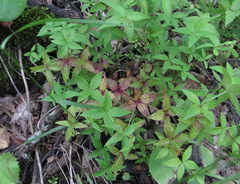 Galium valantioides