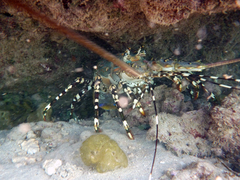 Panulirus ornatus