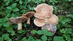 Lactarius repraesentaneus