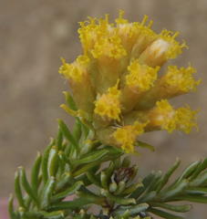 Helichrysum hamulosum